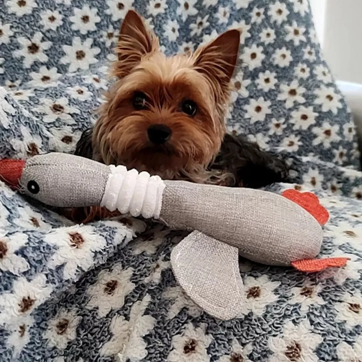 D_NQ_NP_2X_826731-MLB85254976320_062025-F-brinquedo-bichinho-ganso-de-pelucia-pet-ces-cachorro-apito